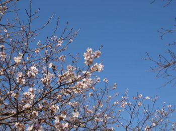桜 (800x600).jpg